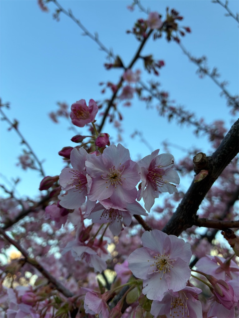 f:id:zuime:20260219205245j:image f:id:zuime:20260219205245j:image