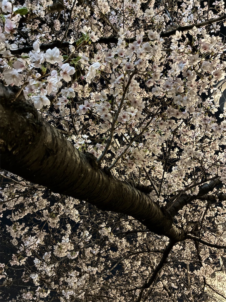 f:id:zuime:20260329215536j:image f:id:zuime:20260329215536j:image