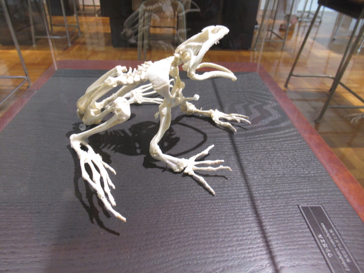 蛙2 （大ガエルの大群） - 続 曇りのち快晴