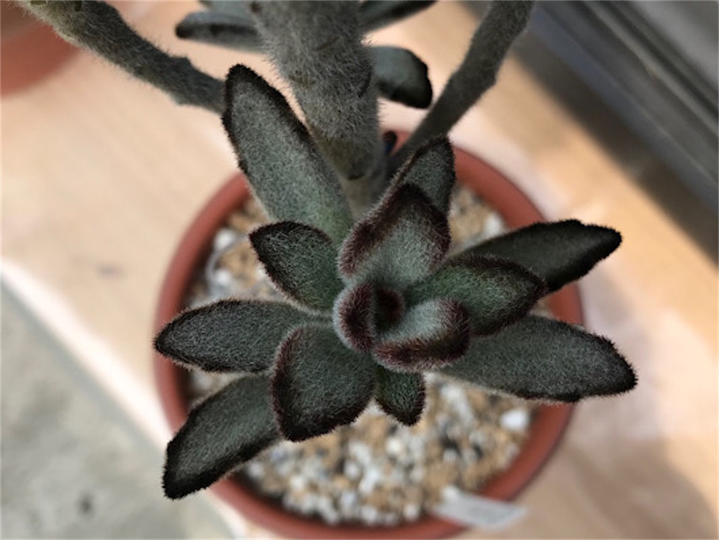 黒兎耳（くろとじ）。多肉植物です。 - ずん♪の多肉植物と折り紙の