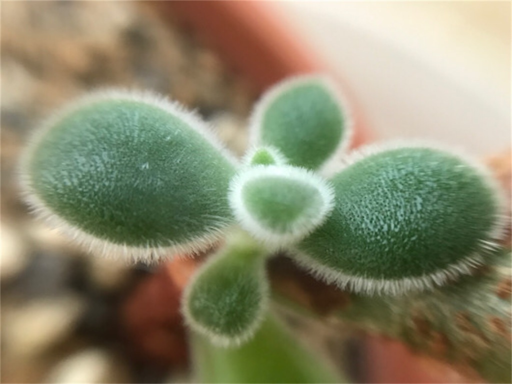 ふわふわで可愛い錦晃星の特徴と管理方法 - ずん♪の多肉植物と折り紙
