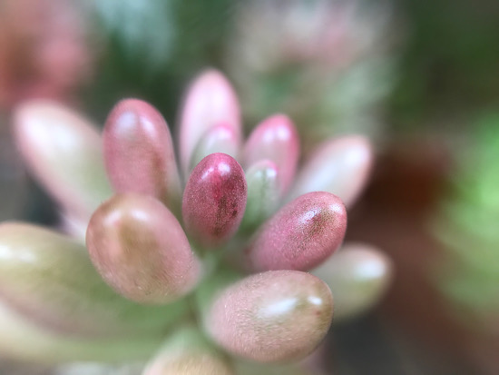 オーロラという名前の多肉植物。 - ずん♪の多肉植物と折り紙のあれこれ