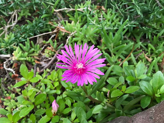 ピンクの松葉菊のこと。 - ずん♪の多肉植物と折り紙のあれこれ