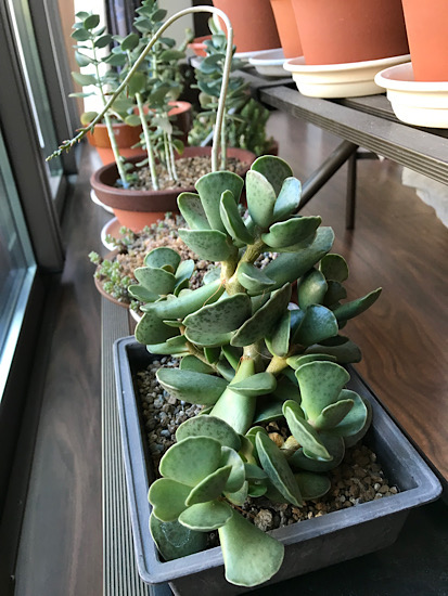 5月の天錦章。 - ずん♪の多肉植物と折り紙のあれこれ