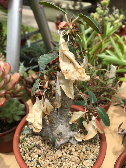 レア/塊根植物】ドルステニア ランキフォリア×フォエチダ ハイブリッド