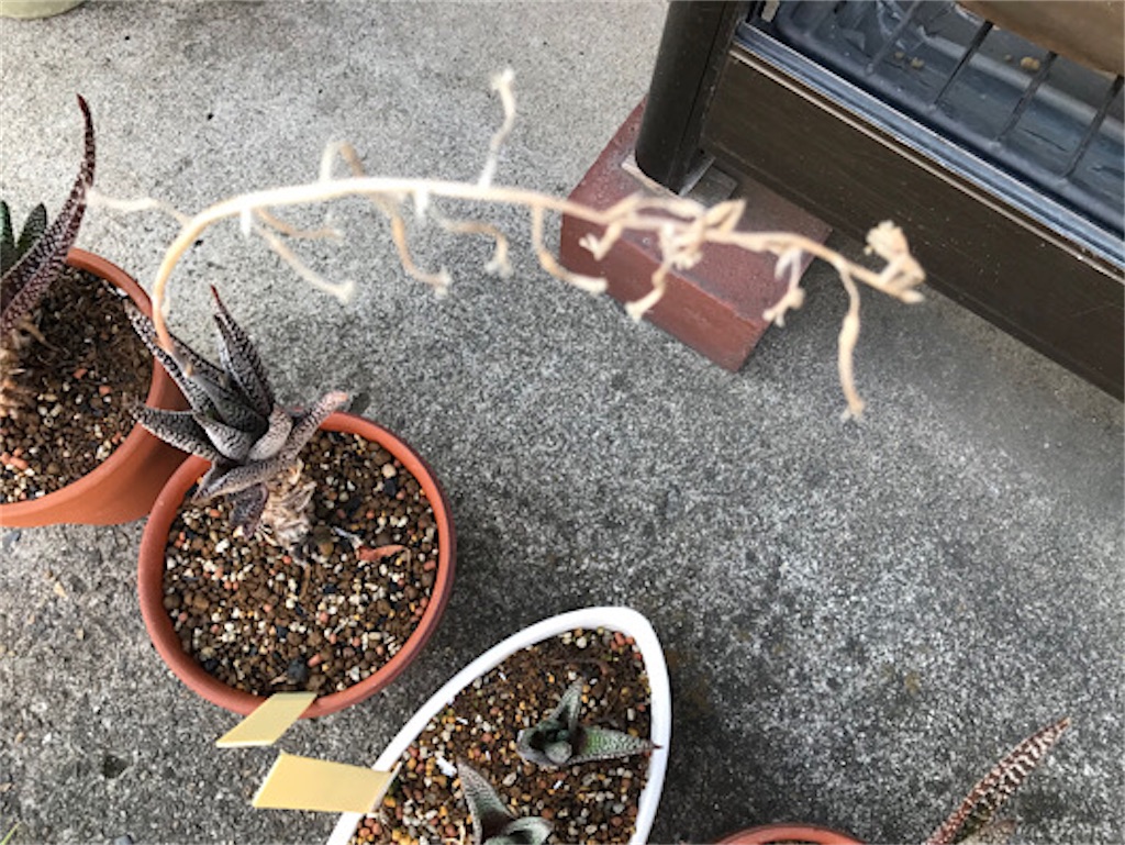 f:id:zun22:20230728083809j:image f:id:zun22:20230728083809j:image