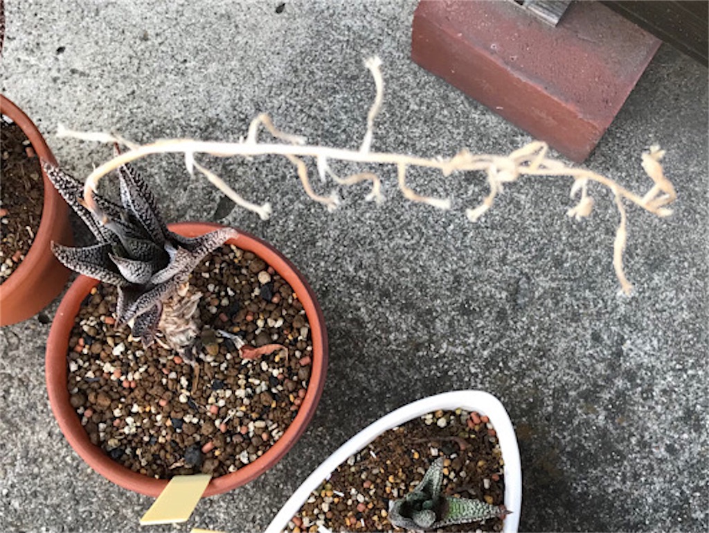 f:id:zun22:20230728083816j:image f:id:zun22:20230728083816j:image