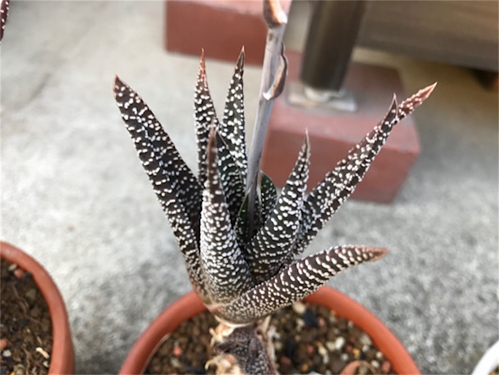 f:id:zun22:20230728083819j:image f:id:zun22:20230728083819j:image