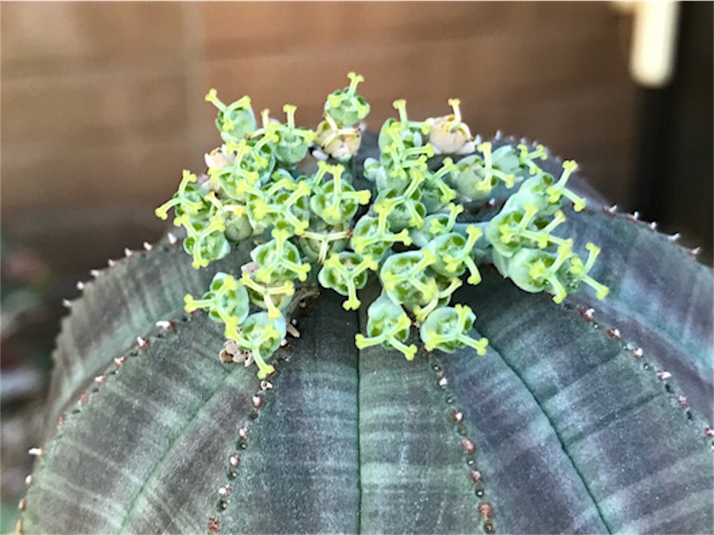 またオベサの花と、こうしてオベサはこうなった！というお話し