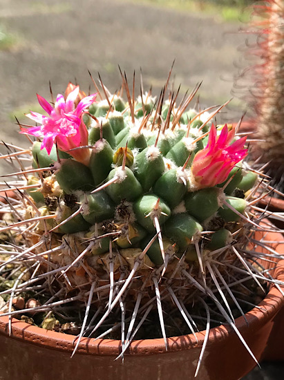 サボテン　ブカレンシス　群生超大　可愛ピンク花咲く サボテンブカレンシス群生超大可愛ピンク花咲く