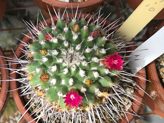 マミラリア　ブカレンシス　総柄　超極上斑 erusamu' フラワー・ガーデニング マミラリア ブカレンシス 総柄