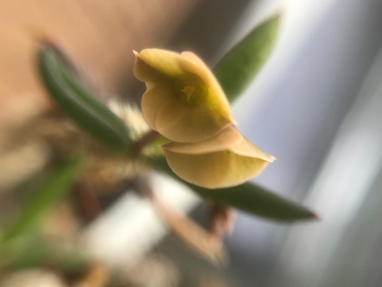 キリンドリフォリアの花。すごく小さい花も大きくしてみると面白い