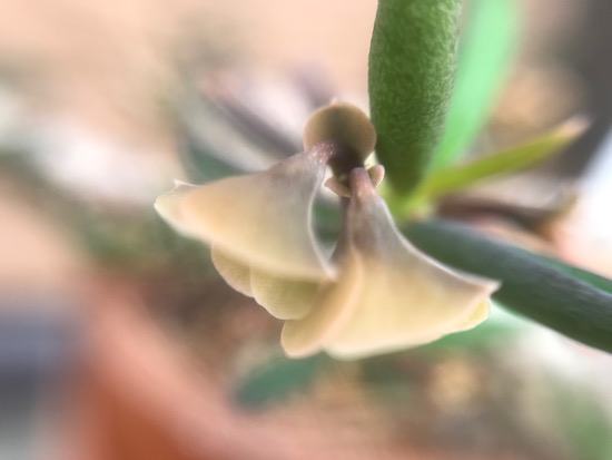 キリンドリフォリアの花。すごく小さい花も大きくしてみると面白い