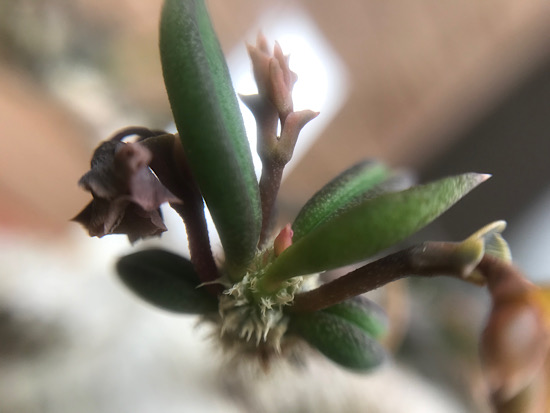 ３連休セール！希少大型株、キリンドリフォリア ！② 希少大型株、キリンドリフォリア ！② ユーフォルビア・キリンドリ