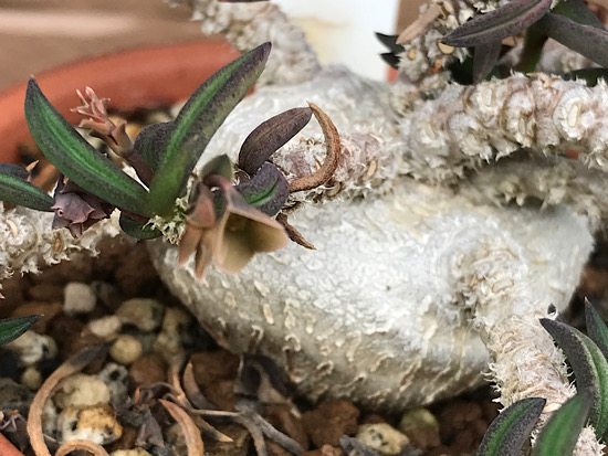 ３連休セール！希少大型株、キリンドリフォリア！① 3連休セール！希少大型株、キリンドリフォリア！① ユーフォルビア 多肉