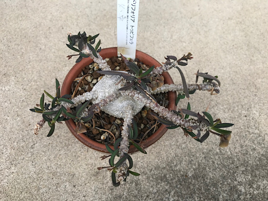 限定セール！希少大型株、キリンドリフォリア ！② 大分トリニータ】7月14日（日）清水エスパルス戦・8月11日（日祝