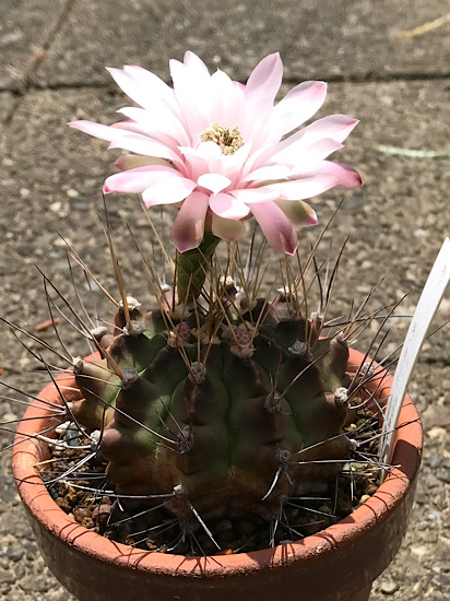 翠晃冠の花。魅力的なサボテンの花。 - ずん♪の多肉植物と折り紙の