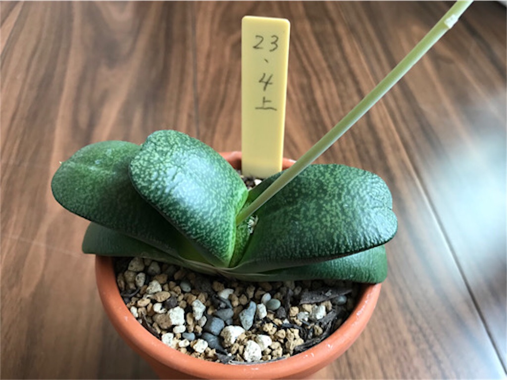 f:id:zun22:20230810094051j:image