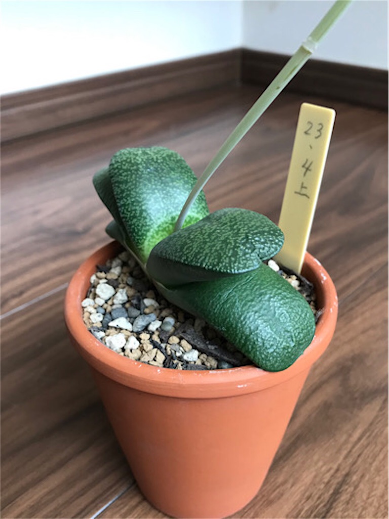 f:id:zun22:20230810094057j:image