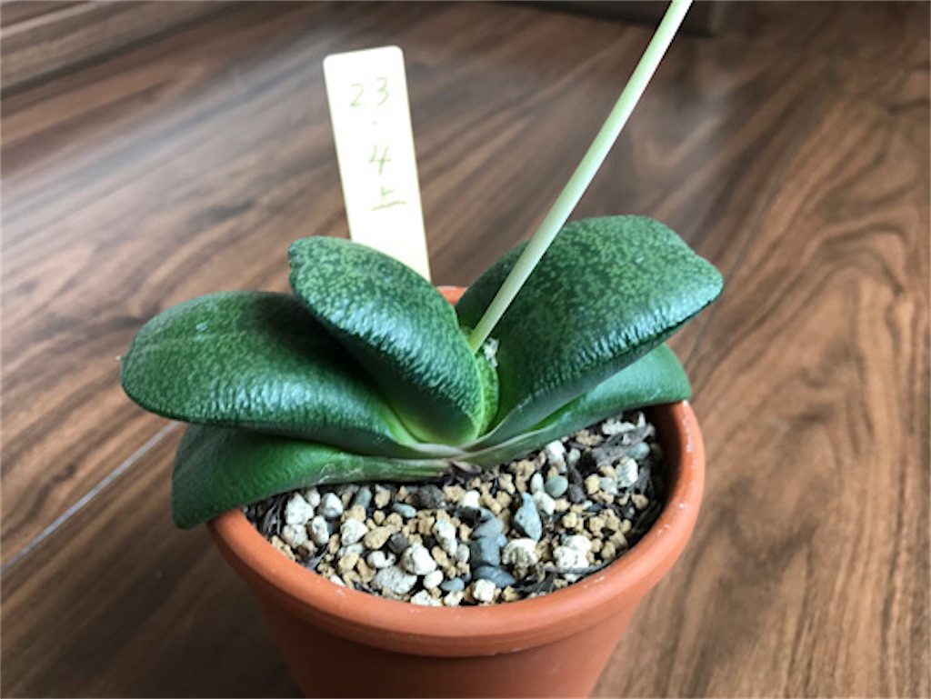 f:id:zun22:20230810094103j:image