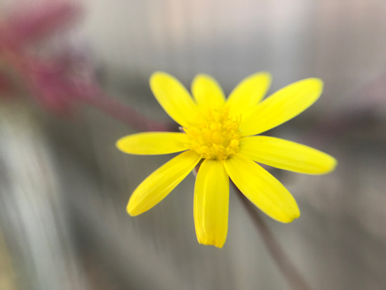 ルビーネックレスの花