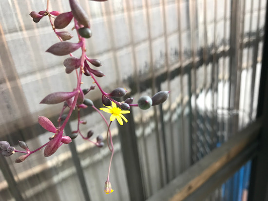 ルビーネックレスの花