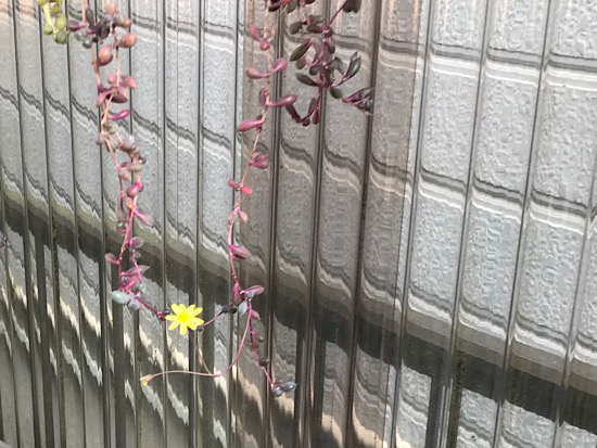 ルビーネックレスの花