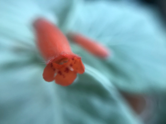 断崖の女王の花