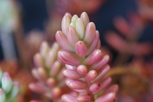 オーロラと虹の玉と乙女心。みんなセダム属です。 - ずん♪の多肉植物