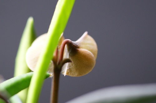 キリンドリフォリアの花