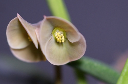 キリンドリフォリアの花