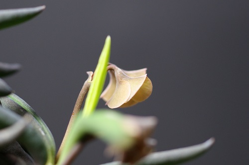 キリンドリフォリアの花