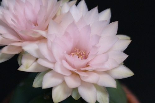ギムノカリキウムの花