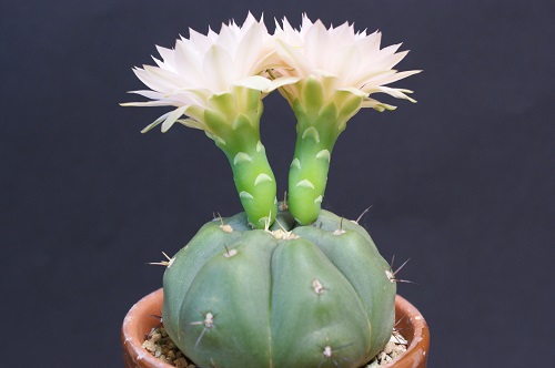 ギムノカリキウムの花