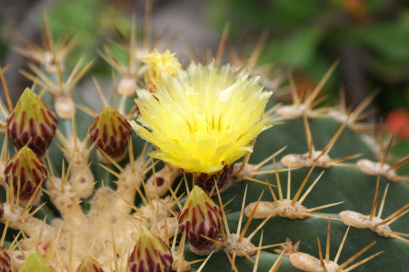 サボテンのフェロカクタス・ポトシーの花は黄色い - ずん♪の多肉植物