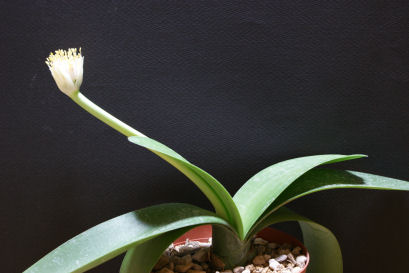 白いブラシのような眉刷毛万年青(マユハケオモト) の花。 - ずん