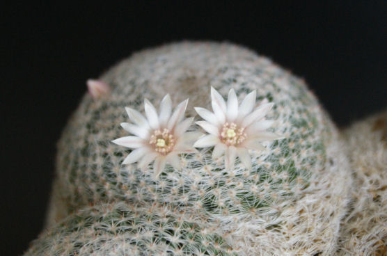 サボテン・マミラリア・雪絹丸は分頭です。淡くて優しいピンク色の花が