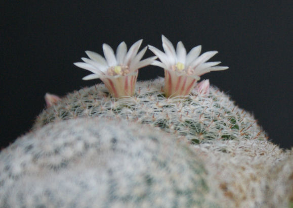 サボテン・マミラリア・雪絹丸は分頭です。淡くて優しいピンク色の花が