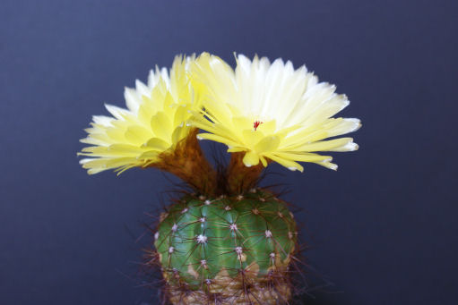 青王丸の花は黄色くて大きな花です。 - ずん♪の多肉植物と折り紙の