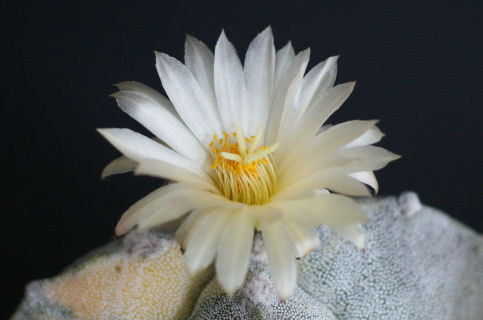 四角鸞鳳玉の花