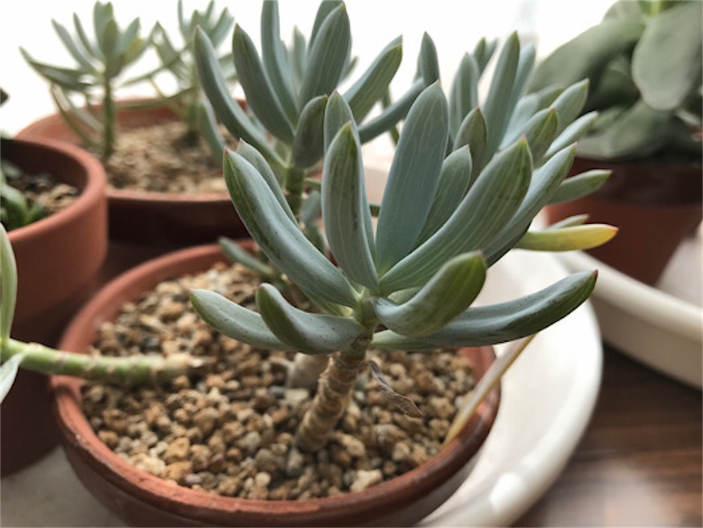 セネシオ・万宝