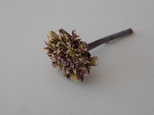 セネシオ・万宝