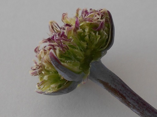 セネシオ・万宝の花