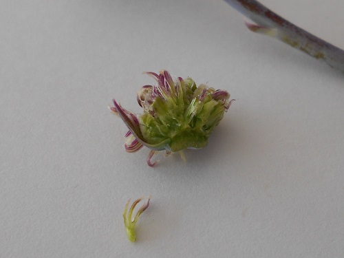 セネシオ・万宝の花