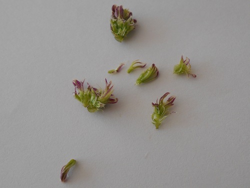 セネシオ・万宝の花