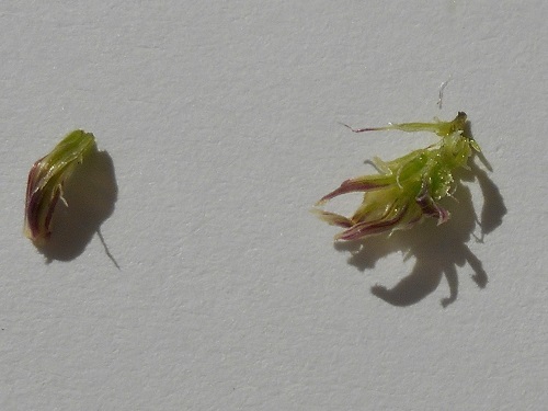 セネシオ・万宝の花