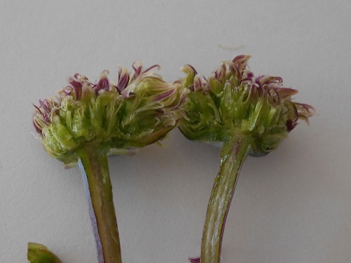 セネシオ・万宝の花