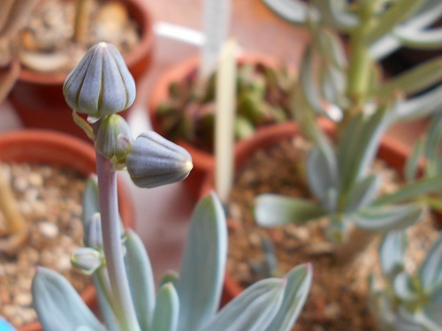 セネシオ・万宝の蕾