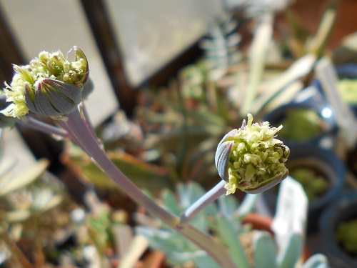 セネシオ・万宝の花