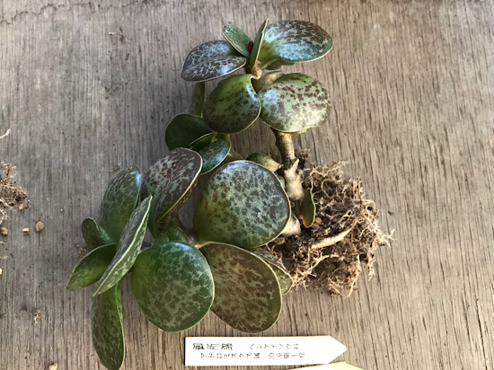 御所錦の植え替えと花の写真。 - ずん♪の多肉植物と折り紙のあれこれ
